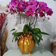 Table Flower – 610 Bunga Meja Anggrek Bulan Bunga Cantik Bunga Fresh