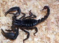 Bọ cạp đen 10 con