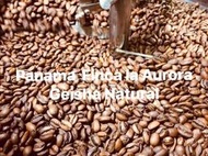【珈堂咖啡】巴拿馬 極光莊園 藝妓 日曬  Geisha Natural 咖啡豆 