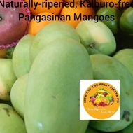 GREEN MAGOES KALABAW 750/ kg(3 to 4pcs.) SUPER SALE!!!