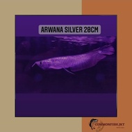 Grab/Gosend - Ikan Arwana Silver Brazil Serat Merah Size ±20Cm
