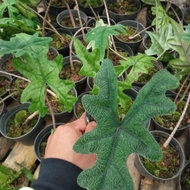 ALOCASIA JACKLYN MURAH