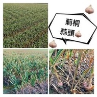 雲林 預售中 莿桐蒜頭 2024 濕蒜 黑葉品種 歡迎盤商 保證莿桐蒜頭嗆辣  黑葉 非大萬種 白種 紅種