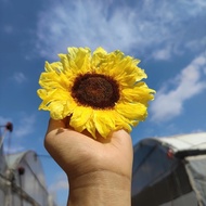 🇸🇬[SG Stock][Dream Garde]Preserved Sunflowers Preserved Flowers Dried Flowers Home Decoration/DIY/We