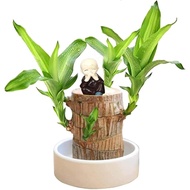 Brazilian Wood Plant Set, Brazilian Lucky Wood Plant with Pandan Statue, Brazilian Wood Hydroponic P