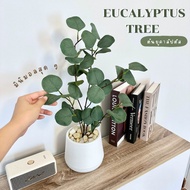 EUCALYPTUS TREE ((EUCALYPTUS TREE)) 40 Cm Tallwith Minimalist Pots + Decorative Stones Fake Plants A