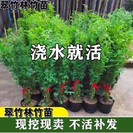 Rice Bamboo Potted Plant Series Raw Phoenix Tail Bamboo Guanyin Bamboo Courtyard Plant Balcony Hydro