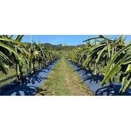 Whole roll tree stump cover, width 50cm; 60cm; 80cm; 1m; 1.2m, length 50m to cover the walkway