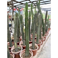 Cactus Cereus 1.5m height real live plant free organic fertiliser 0.5kg free organic premium soil 3k