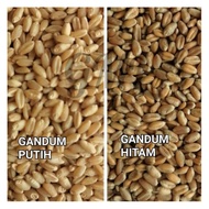 Biji Gandum Bersih 25kg / White Clean Wheat Grain Seed / Makanan Haiwan