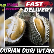 🔥💥 Pokok DURIAN DURI HITAM D200 ochee blackthorn pokok durian cepat berbuah