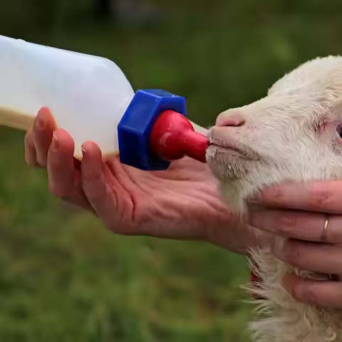 Goat Bottles For Feeding Baby Goats 1L Lamb Feeding Bottle Goat Milk Feeder Multifunctional Small An