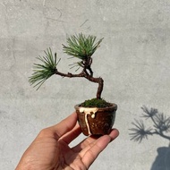 小品盆栽-日本三河黑松豆盆栽 手工盆 盆景 送禮