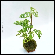 Mossball - Monstera Adansonii Mint | Janda Bolong Varigata Terlaris