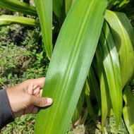Daun Melong / Malong / Tembaga Suasa / Bakong/ Bakung / Crinum asiaticum  - Rawatan Bengkak / Tersel