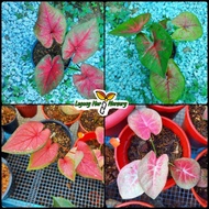 keladi thailand / thai caladium / keladi hybrid (ready stock)