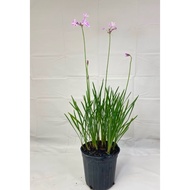 Garlic society plant organic edible farm in pot