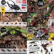 Gashapon Stag Beetle (Ikimono Daizukan) (Updated)