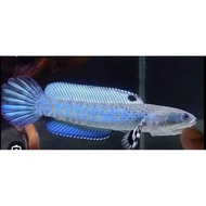 channa blue pulchra live fish