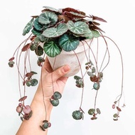 Tanaman Hias Begonia Stawberry - Begonia Stawberry Rimbun