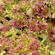 Benih Daun Salad Merah 100pcs/Red Coral Lettuce/红叶生菜籽
