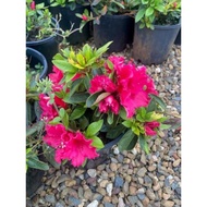 Tanaman Hias Bunga Azalea Merah Tumpuk | Bunga Hidup Cantik, Tahan Lama, Cocok untuk Pot