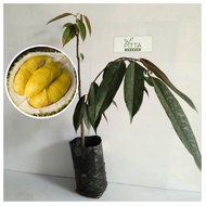 Anak Pokok Buah Durian Musang King Durian Fruit Tree | LIVE PLANT (PTP0226)