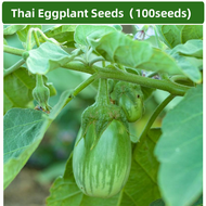 100seeds Thai Eggplant Seeds/Vegetable Seeds