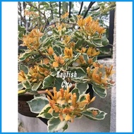 ﹊ ◬ SALE!!! RARE ROOTED BOUGAINVILLEA