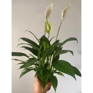Peace Lily *live plant* (medium size)