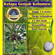 Bibit Kelapa Genjah Entok (Asli Kebumen)