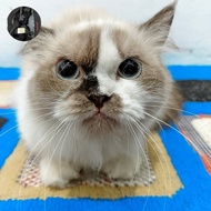kucing munchkin cebol pendek
