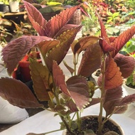 Mayana/Coleus Live Plant Cutting(P20)/Rooted(P50)