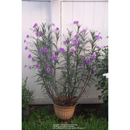 [READY STOCK] 🌷Pokok hidup Pokok Dalam POLIBAG Pokok Bunga Ruellia Bunga Ungu Purple Flower(POLIBEG)
