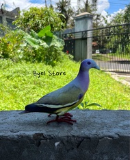 Patung Burung Punai Gading Betina