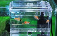 Dophin Breeding Box BB-11