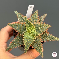 Aloe Hybrid seedings อโลไฮบริด ไม้เมล็ด #50บาท ทุกต้น ไม้อวบน้ำ กุหลาบหิน cactus&amp;succulentหลากหลายสายพันธุ์