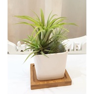 Ceramic Pot - White | Succulents | Air Plants | Live Plants | Decorations | Gift | Christmas | Xmas