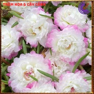 [BLOOM ALL DAY] ️New Ten O'Clock Flowers New Color Ten O'Clock Flower Branches