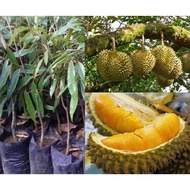 ANAK POKOK DURIAN DURI HITAM HYBRID