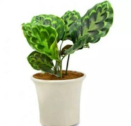 Tanaman Hias Calathea Peacock Merak - Calathea Merak