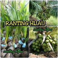 Paket 50 Bibit Kelapa Hibrida Hijau