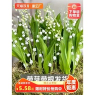 Orchid Seedlings with Buds Potted Cold-Resistant Plant Ball Flower Green Plant Four Seasons Blooming Flower Ling Balcony