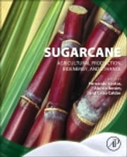 Sugarcane Fernando Santos