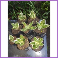 ☋ ◈ ✢ DWARF SNAKE PLANT FOR SALE