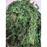 Lumut orkid/hiasan 45 gram stok/lumut tiruan/moss green