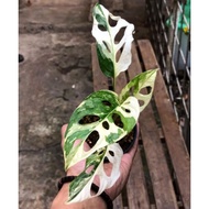 Variegata / Monstera Adansonii Janda Bolong Varigata