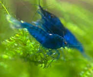 Blue Diamond Shrimp Neocaridina shrimp x 5 pcs by [3k Aquatic]