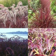 ต้นหญ้าน้ำพุ หญ้าแม้กซิกัน (African Fountain grass/Purple Grass)ใช้ตกแต่งสวน ร้านกาแฟ ดอกหญ้านิ่มเหม