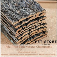 Cork Bark Champagne tree Real bark climbing reptile terrarium background isopod hide